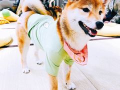-逗柴咖啡屋·狗咖猫咖宠物桌游