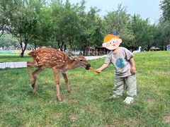 -北京鹿世界主题园