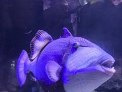 -哈尔滨波塞冬海底世界