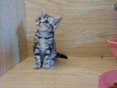 -十年猫舍·猫咪专门店(普陀店)