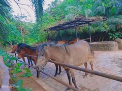 -海南热带野生动植物园