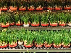 -越秀西湖花市(广州城市广场花卉店)
