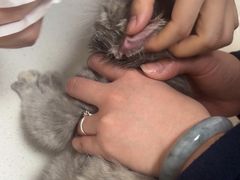 -瑞派康怡24h宠物医院·犬猫医疗中心·微创绝育(瑞景分院)
