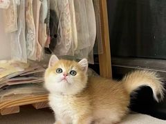 -猫十亿·布偶金渐层·曼基康矮脚猫舍(青年路店)