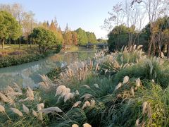 -贡湖湾湿地公园