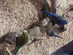 -怪兽屋·羊驼·猫咖·狗咖(俊华广场店)