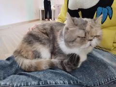 -酷豆宠物咖啡·宠物美食·撸猫馆