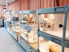 -翊宠yipet猫狗购宠庄园犬舍•猫舍