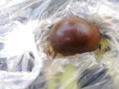 -阿婆五香蛋(水游城店)