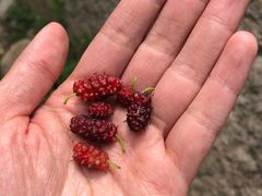 -碓臼峪自然风景区