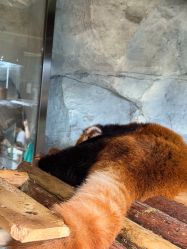 -Zoolung Zoolung动物主题公园(海信广场店)