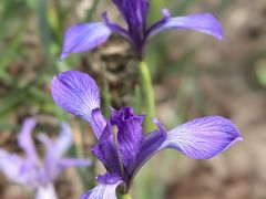 -海棠花溪(元大都城垣遗址公园)