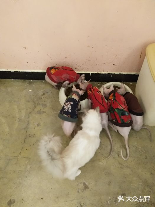 喵匠猫主题咖啡(凯德和平广场店)图片