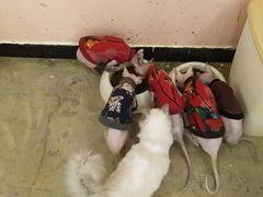 -喵匠猫主题咖啡(凯德和平广场店)