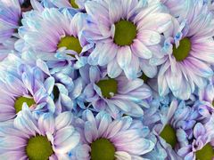 -循礼门鲜花花市(武汉循礼门店)