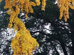 -龙寺生态园