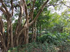 -九龙公园
