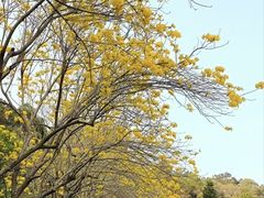 -狐尾山公园