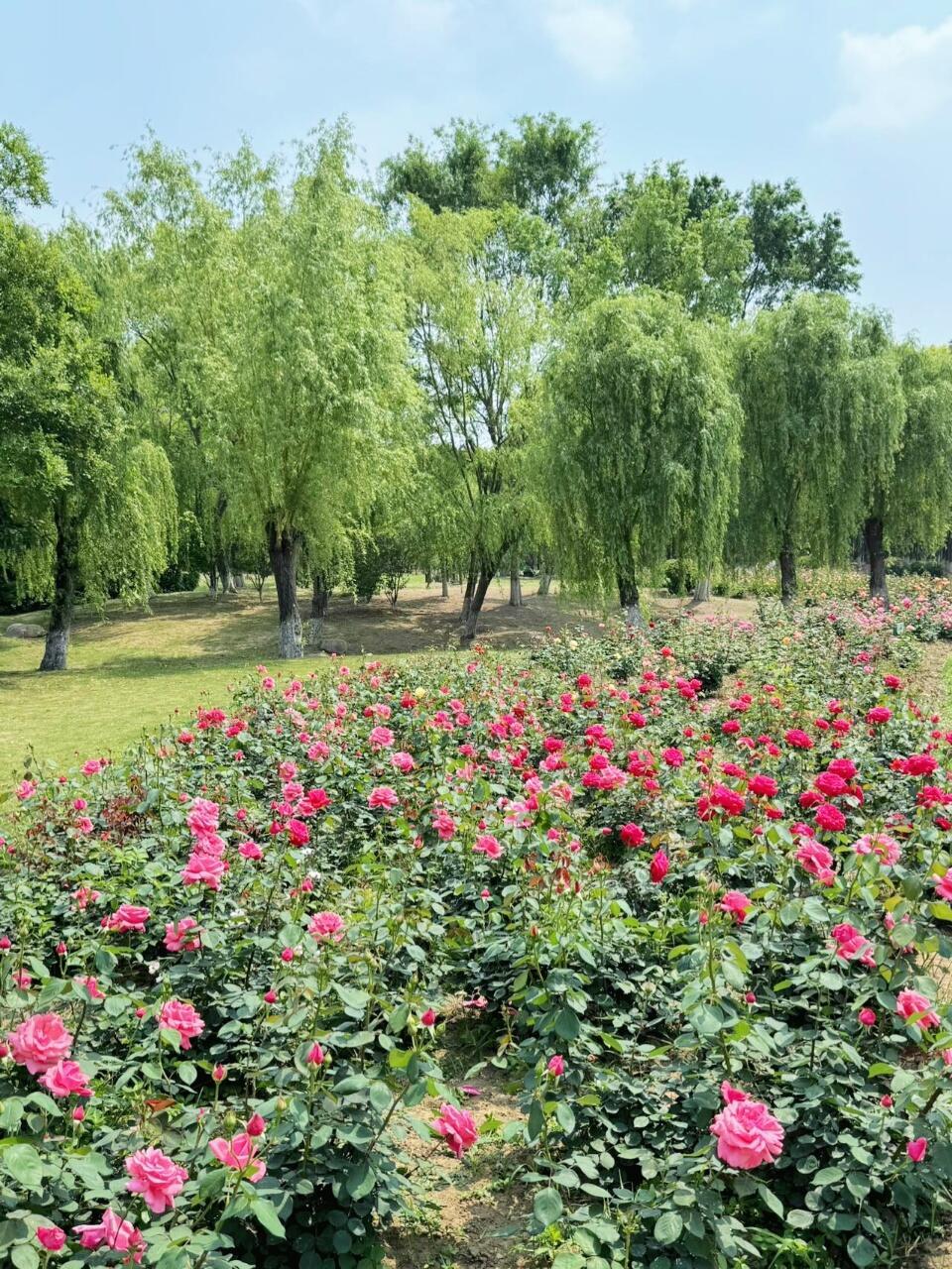 盛泽湖月季园太好拍啦