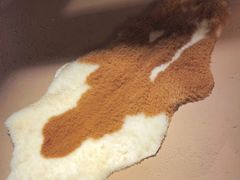 -柿子树炭烤羊腿(金台路店)