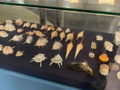 -上海海洋大学鱼文化博物馆(军工路校区)