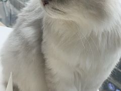 -怪兽屋·羊驼·猫咖·狗咖(俊华广场店)