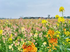 -中国天府农业博览园