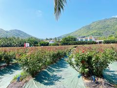 -亚龙湾国际玫瑰谷