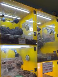 -神奇动物撸宠馆·羊驼·小浣熊·异宠(豫园店)