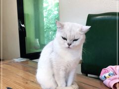 -猫小院猫主题餐厅(南锣旗舰店)