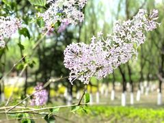 -大兴滨河森林公园