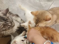 -楼上猫咖(罗湖店)