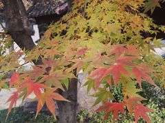 -苏州上方山国家森林公园