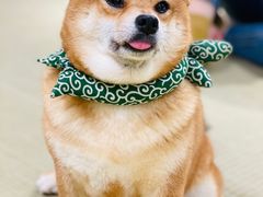 -逗柴咖啡屋·狗咖猫咖宠物桌游