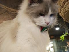 -共舞时光猫咖·狗咖(新街口店)