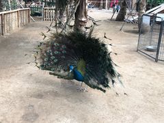 -呀路古热带植物园