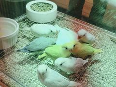 -帕帕拉兹宠物(亚洲旗舰店)