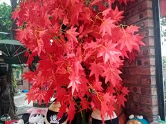 -柴犬高等学院·狗咖·柴犬售卖·宠物训练