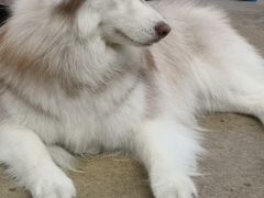 -TrueLove @ Neverland (Husky Cafe)