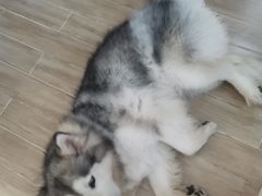 -李小姐の猫咖啡馆(五角场店)