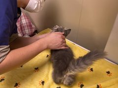 -凯特喵百思猫专科医院