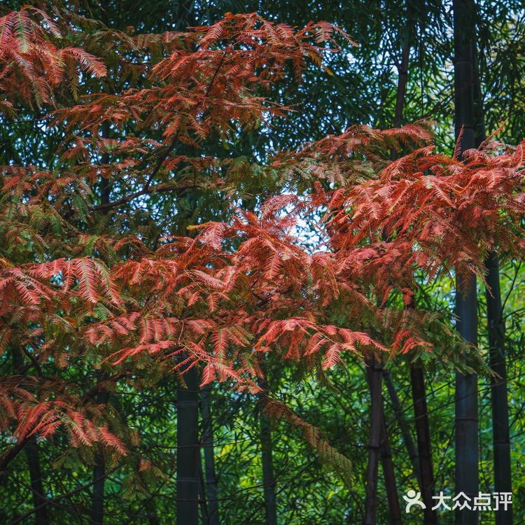 莫干山的深秋,迷人色彩惹人醉