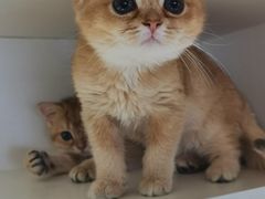 -东方名猫馆·英短金渐层布偶猫舍(环线广场1号楼店)