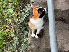 -灵顺寺