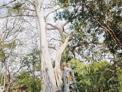 -瑞丽独树成林风景区