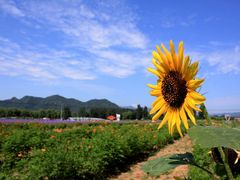 景点-北京东方普罗旺斯薰衣草庄园