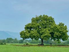 -良渚古城遗址公园