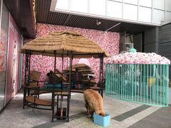 -1013 PET SHOP 宠物商店(近铁城市广场店)