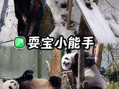 -栾川竹海野生动物园
