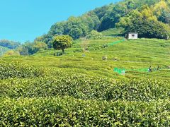-阿巧茶庄
